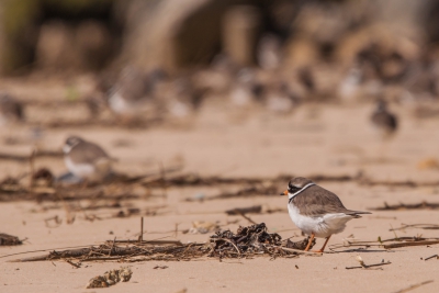 Oiseaux Grand Gravelot