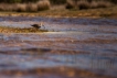 Oiseaux Bécasseau Bécasseau variable (Calidris alpina)