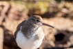 Oiseaux Chevalier Guignette chevalier