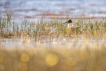 Oiseaux Chevalier gambette (Tringa totanus)