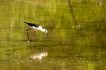 Oiseaux Limicole Echasse Blanche (Himantopus himantopus)