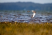 Oiseaux Chevalier gambette (Tringa totanus)