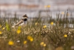 Oiseaux Chevalier gambette (Tringa totanus)