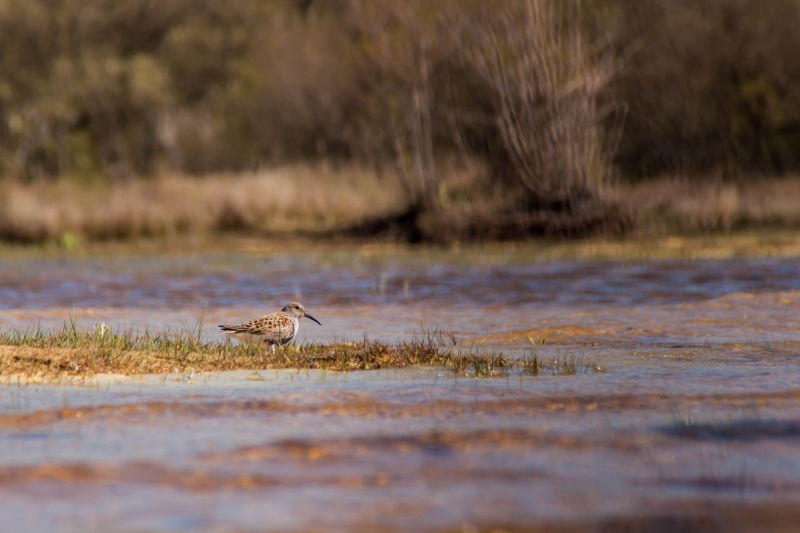 Photo Oiseaux Bécasseau, Bécasseau variable (Calidris alpina)