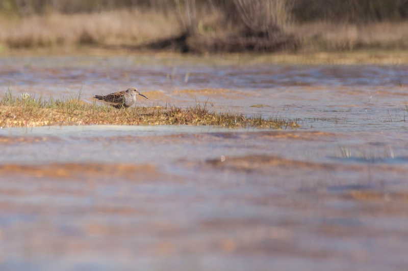 Photo Oiseaux Bécasseau variable (Calidris alpina), Bécasseau