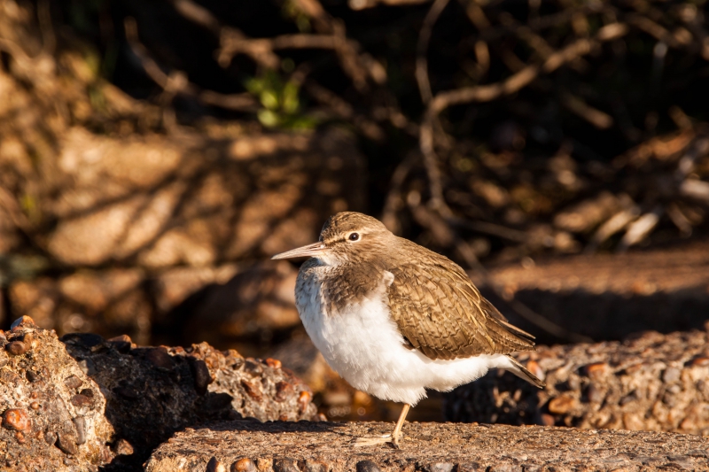 Photo Oiseaux Chevalier Guignette, chevalier