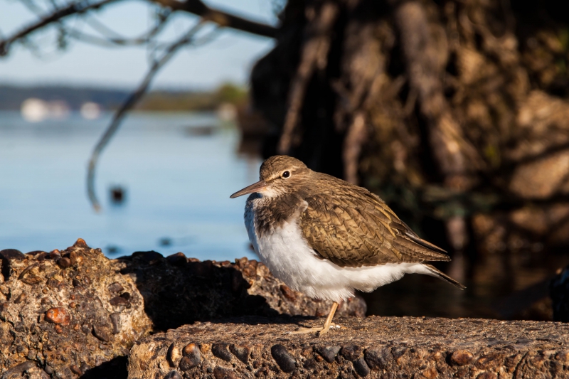 Photo Oiseaux Chevalier Guignette, chevalier