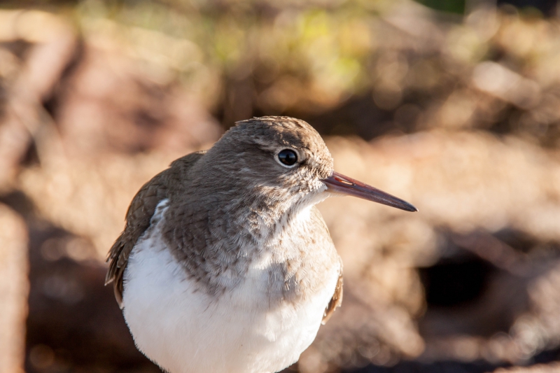 Photo Oiseaux Chevalier Guignette, chevalier, Limicole