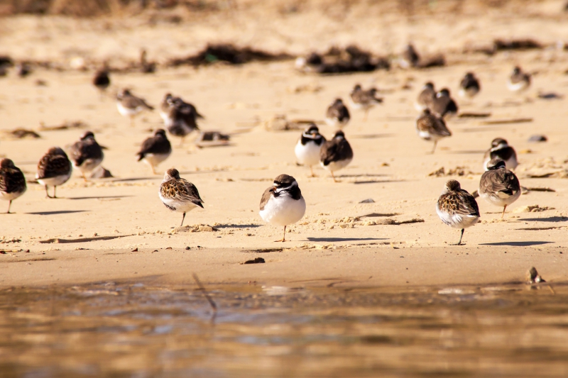 Photo Oiseaux Grand Gravelot