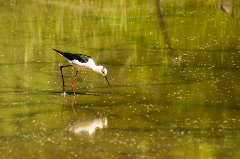 Photo Oiseaux Limicole, Echasse Blanche (Himantopus himantopus), Réserve ornithologique du Teich