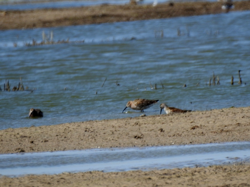 Oiseaux Bécasseau cocorli