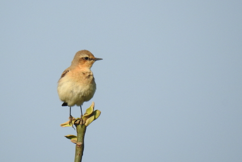 Oiseaux traquet motteux