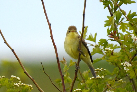 Oiseaux Hypolaïs polyglotte