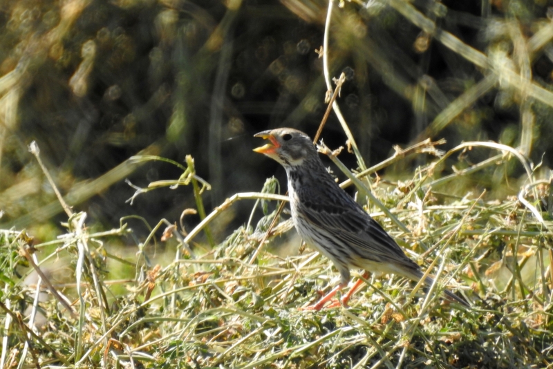 Oiseaux bruant proyer