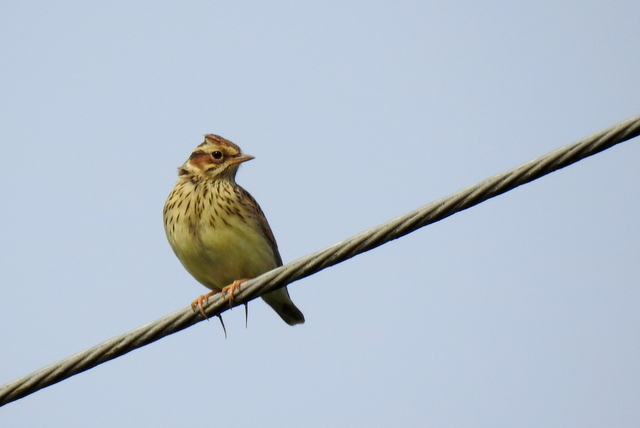 Oiseaux Alouette lulu