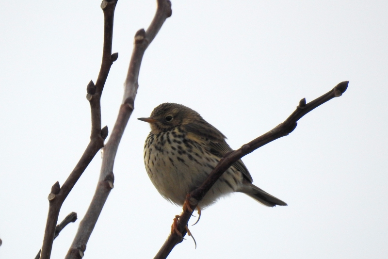 Oiseaux Pipit farlouse