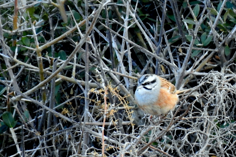 Oiseaux Bruant fou , mâle adulte