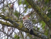 Oiseaux Huppe fasciée