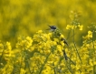 Oiseaux Bergeronette printanière (Motacilla flava)