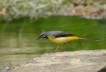 Oiseaux Bergeronnette des ruisseaux (Motacilla cinerea)