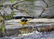 Oiseaux Bergeronnette des ruisseaux (Motacilla cinerea)