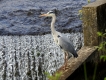 Oiseaux Héron cendré (Ardea cinerea)