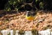 Oiseaux Bergeronnette des ruisseaux (Motacilla cinerea)