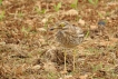 Oiseaux Oedicnème criard (Burhinus oedicnemus)