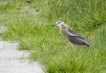 Oiseaux Héron bihoreau gris (Nycticorax nycticorax)