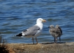 Oiseaux goéland argenté avec ses poussins