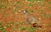 Oiseaux Perdrix rouge (Alectoris rufa)