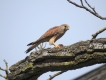 Oiseaux Faucon crécerelle