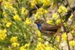 Oiseaux Gorgebleue à miroir (Luscinia svecica)