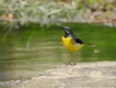 Oiseaux Bergeronnette des ruisseaux (Motacilla cinerea)