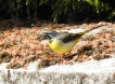 Oiseaux Bergeronnette des ruisseaux (Motacilla cinerea)