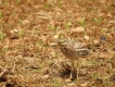 Oiseaux Oedicnème criard (Burhinus oedicnemus)