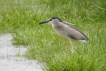 Oiseaux Héron bihoreau gris (Nycticorax nycticorax)