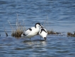 Oiseaux avocette elegante