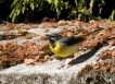 Oiseaux Bergeronnette des ruisseaux (Motacilla cinerea)