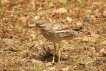 Oiseaux Oedicnème criard (Burhinus oedicnemus)