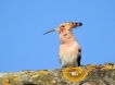 Oiseaux Huppe fasciée