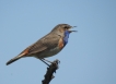 Oiseaux Gorge bleue