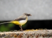 Oiseaux Bergeronnette des ruisseaux (Motacilla cinerea)