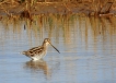 Oiseaux bècassine des marais