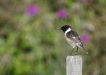 Oiseaux Tarier pâtre (Saxicola rubicola)