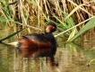 Oiseaux Grèbe à cou noir (Podiceps nigricollis)