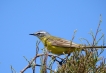 Oiseaux Bergeronette printanière (Motacilla flava)