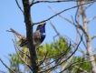 Oiseaux Gorge bleue