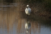 Oiseaux spatule blanche