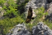 Oiseaux Vautour fauve (Gyps fulvus)